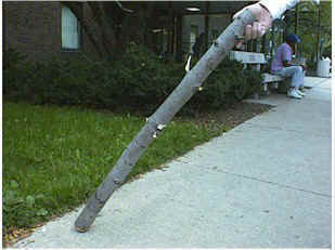 An image of a tree branch trauma. The embedded text reads 'TRAUMA-TREEBRANCH--BRANCH.jpg (27861 bytes)'.